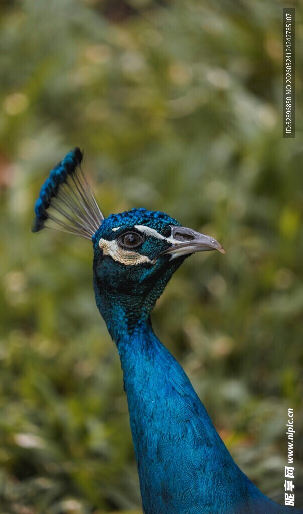 蓝孔雀特写羽冠醒目