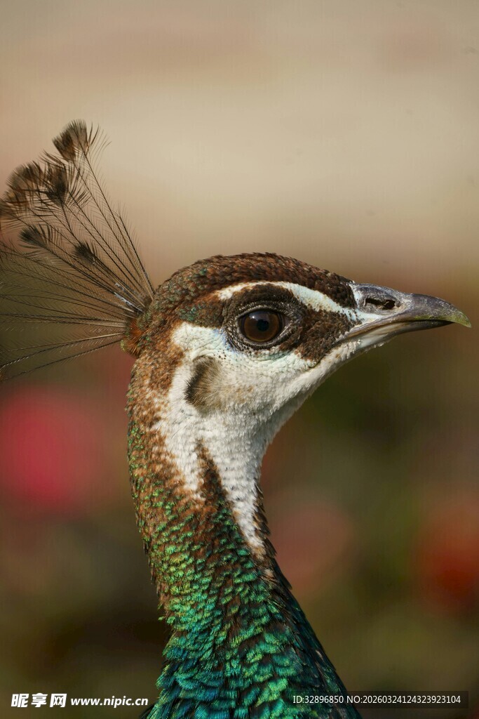 美丽孔雀头部特写