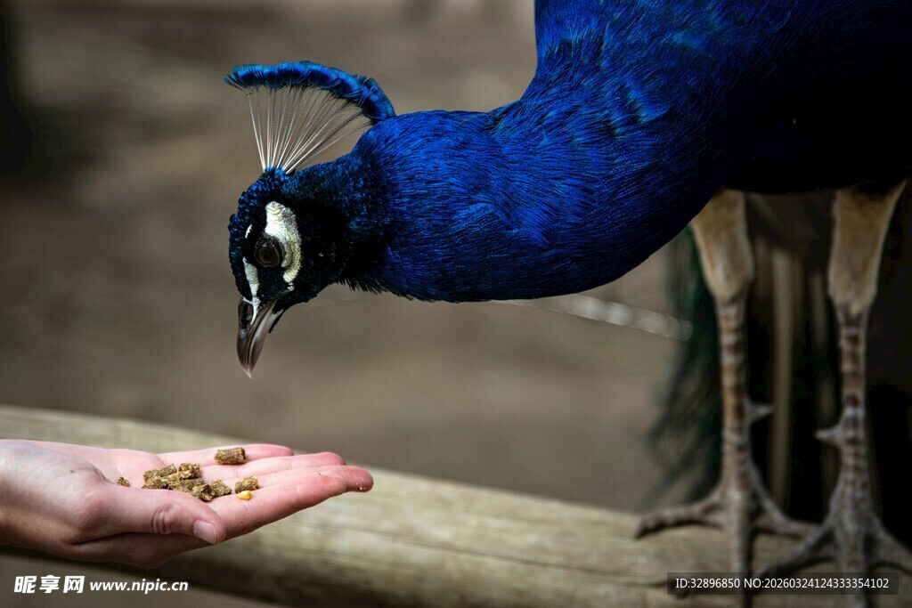 手喂蓝孔雀