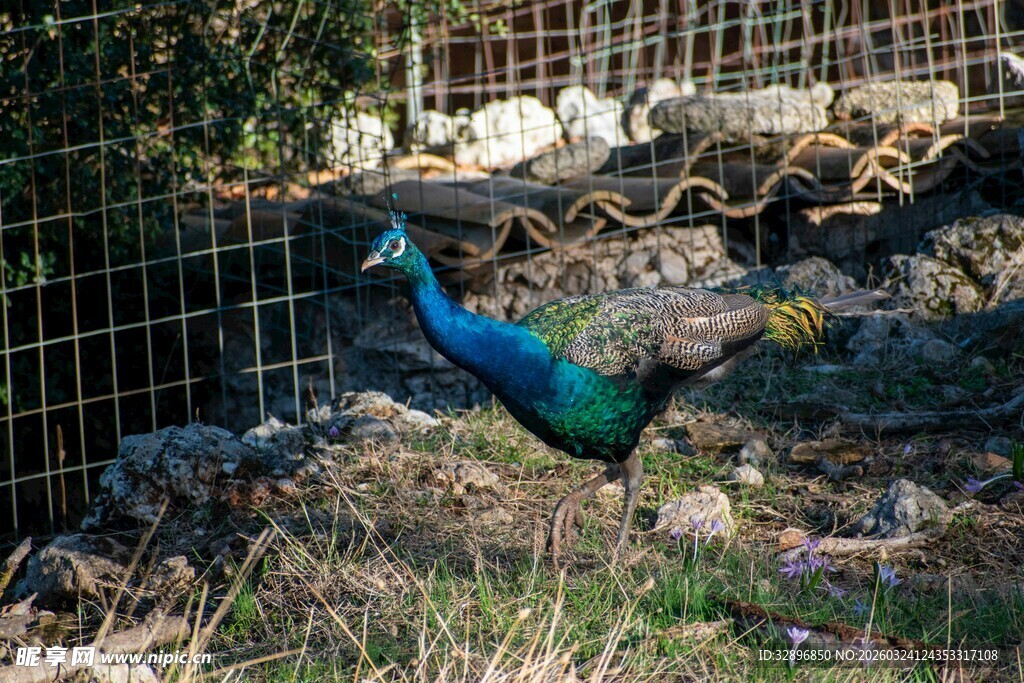 围栏边展翅的美丽孔雀
