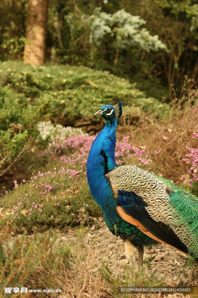 花园中美丽的蓝孔雀