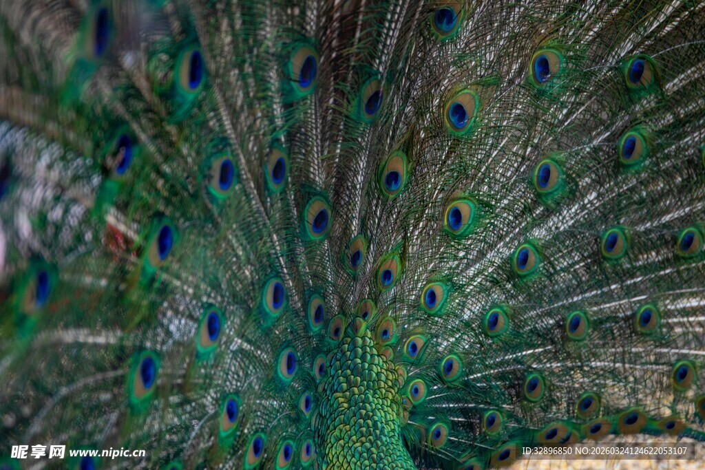 开屏的孔雀展示绚丽羽毛