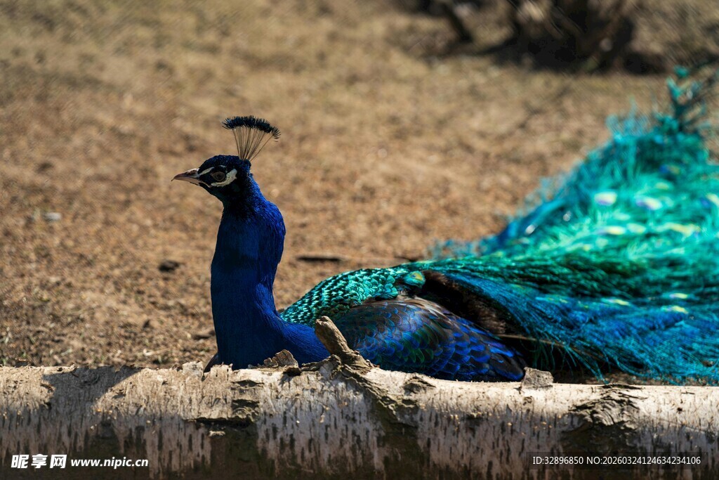 蓝孔雀开屏展示绚丽羽毛
