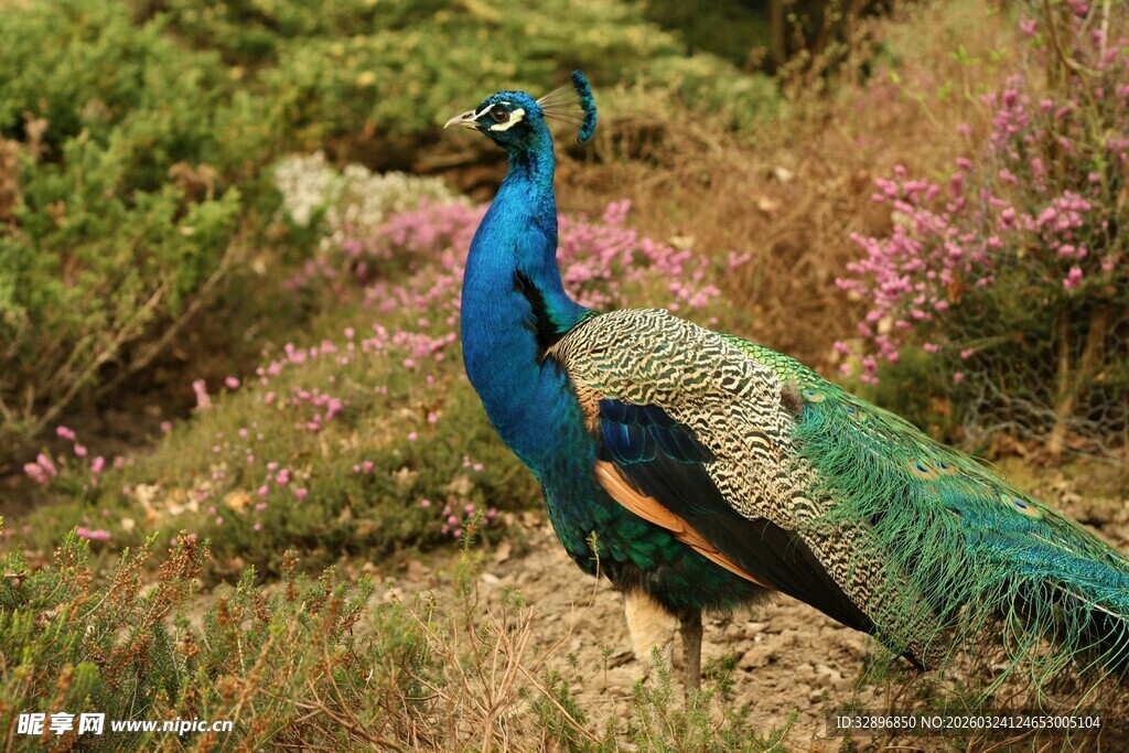 美丽孔雀立多彩花丛中