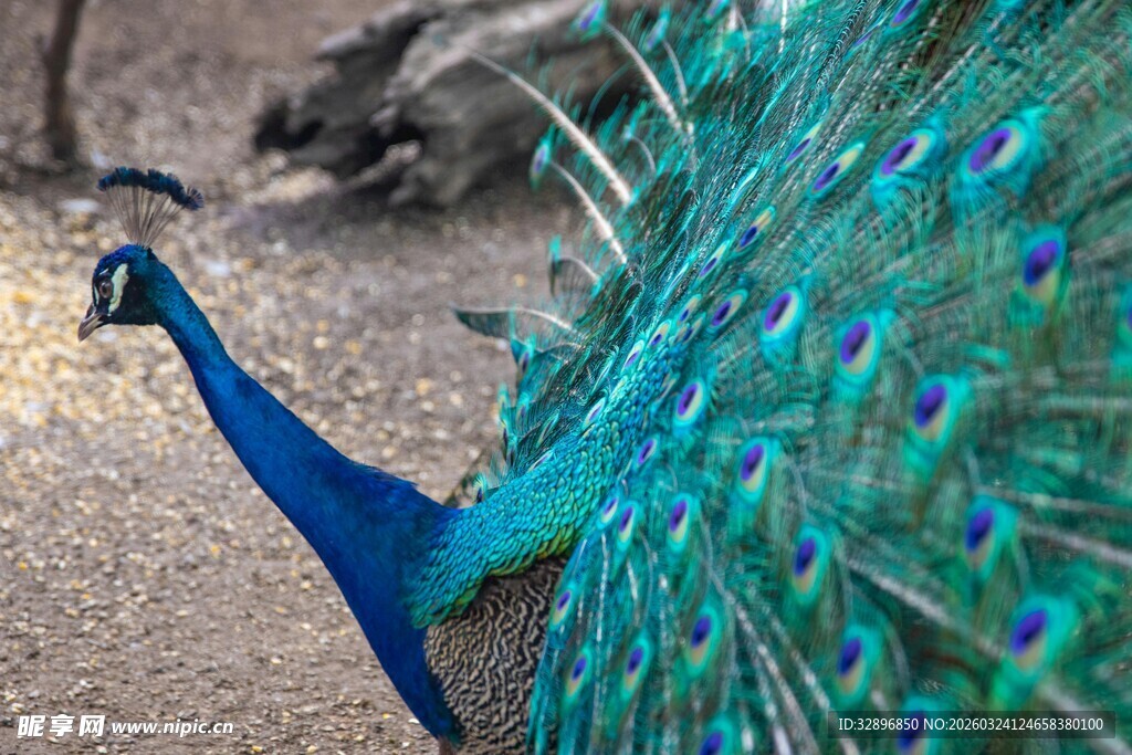 开屏的美丽孔雀