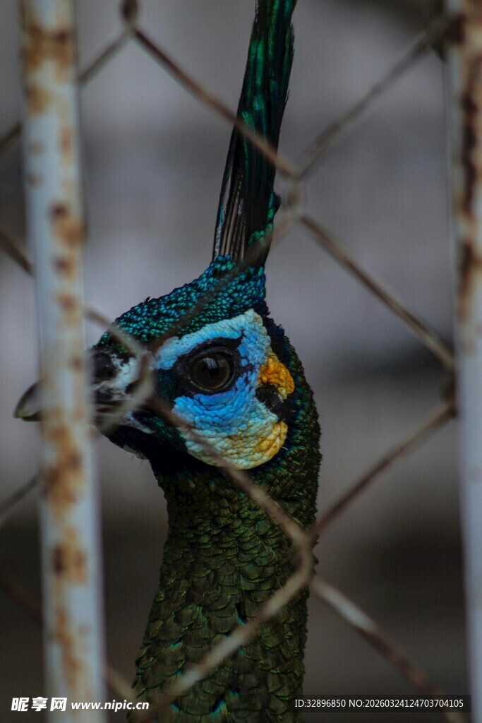笼中孔雀特写