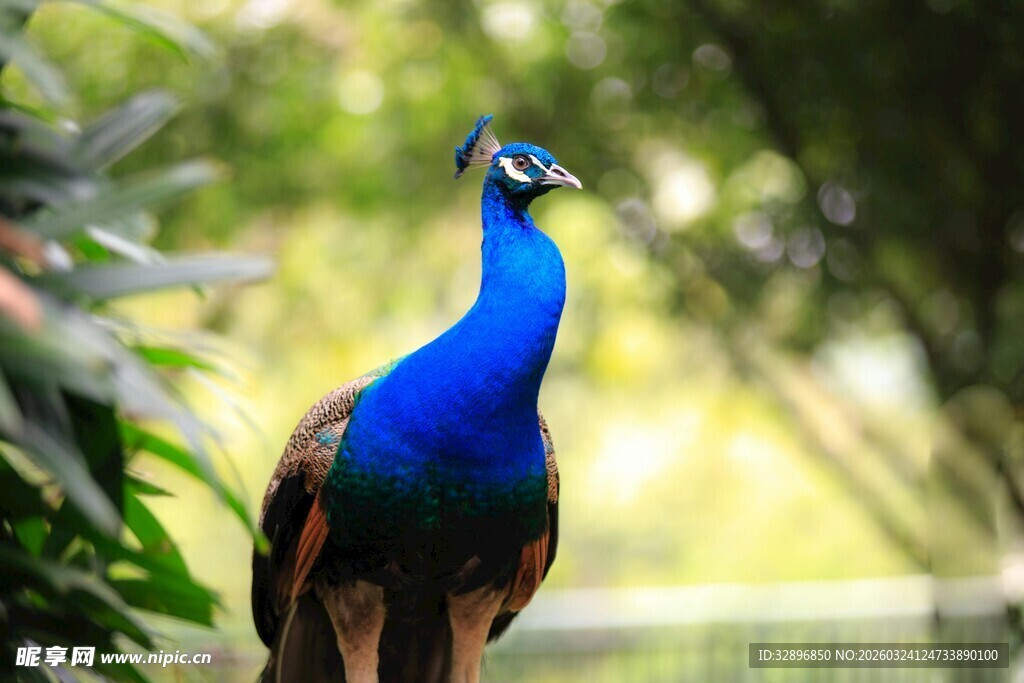 蓝孔雀于绿植间优雅伫立