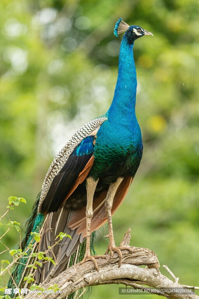 枝头孔雀展艳丽身姿