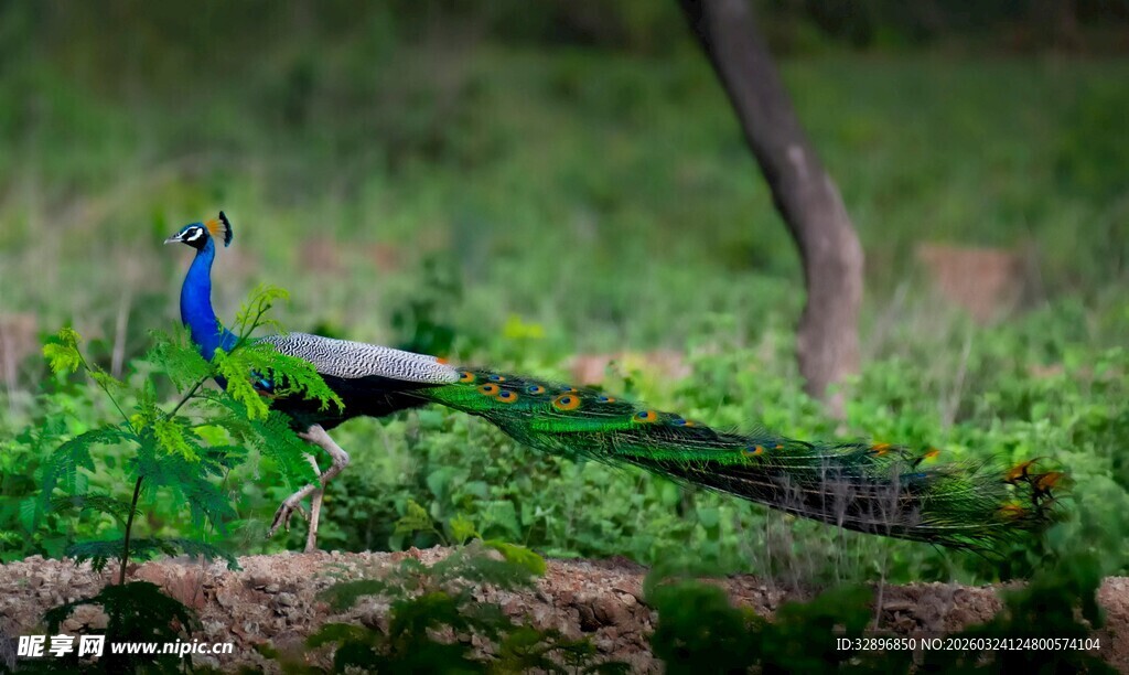 绿丛中的美丽孔雀