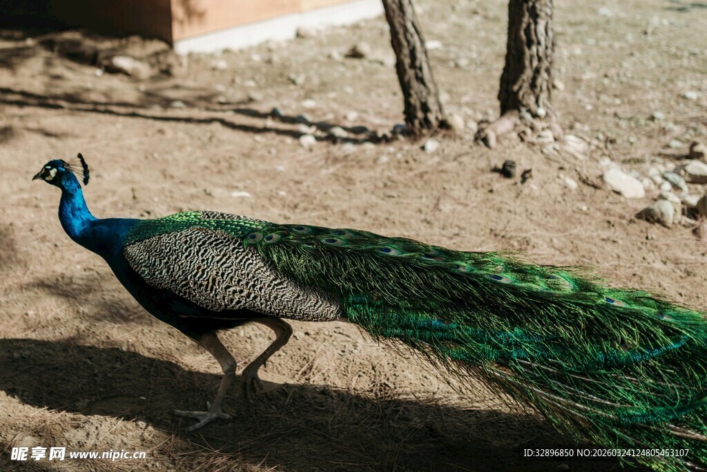 漫步的美丽孔雀