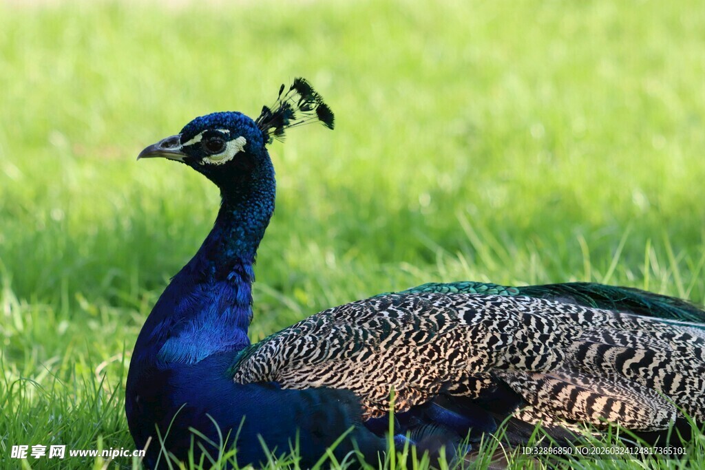 草地上的美丽蓝孔雀