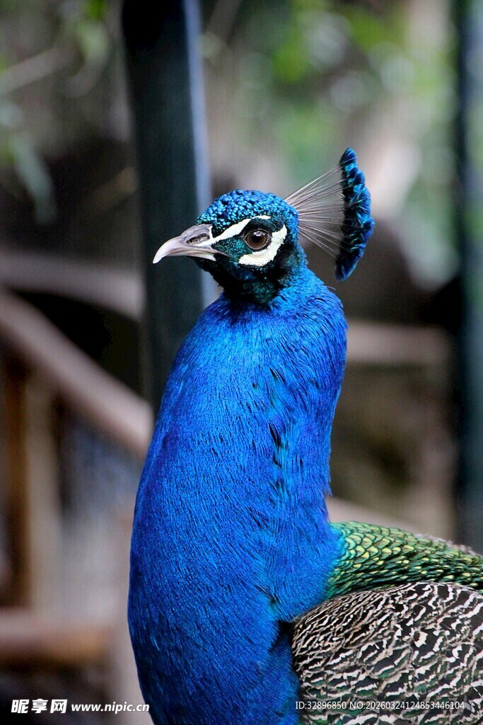 美丽蓝孔雀特写