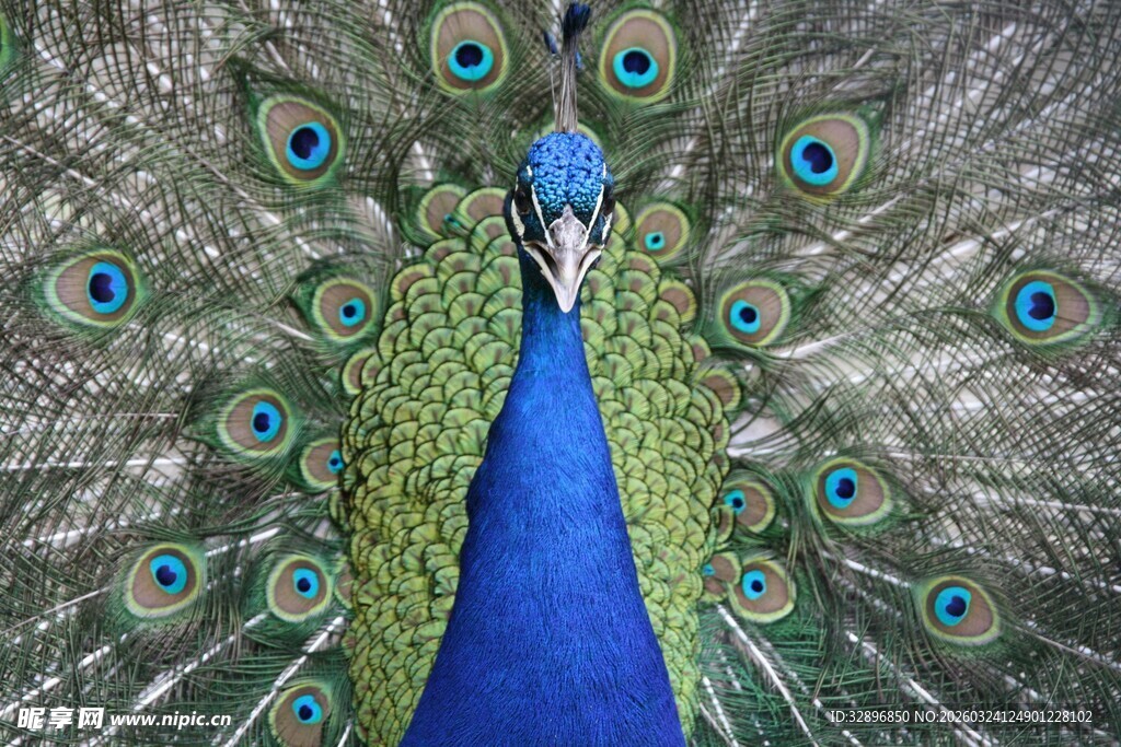 开屏的美丽蓝孔雀