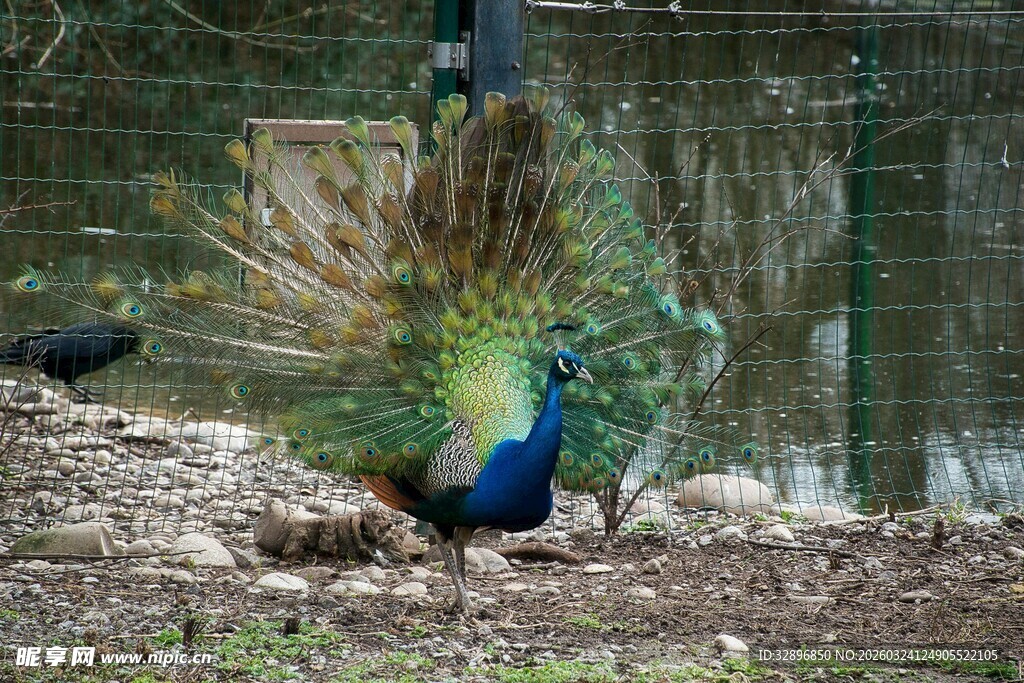 开屏孔雀于自然环境中