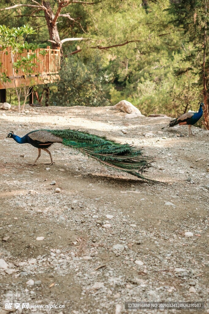 漫步的美丽孔雀
