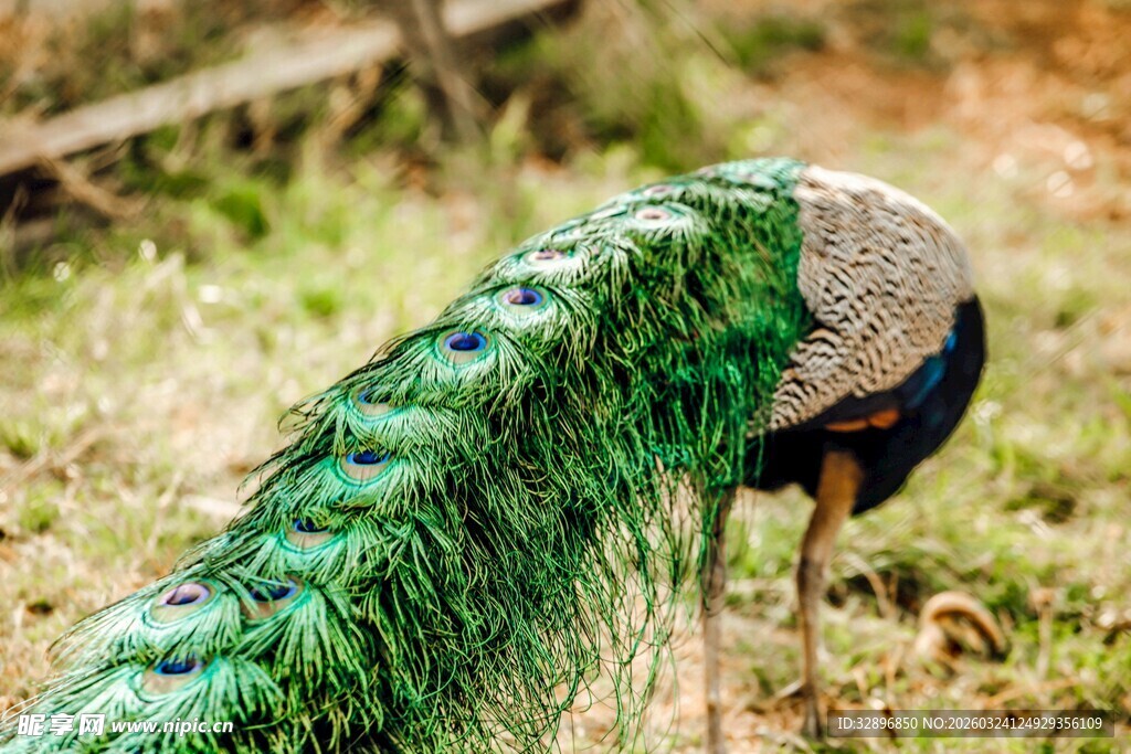 开屏孔雀于草地展绚丽尾羽