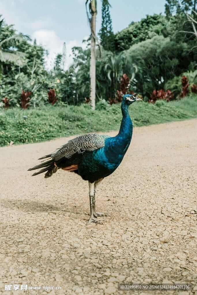 蓝孔雀立于户外地面