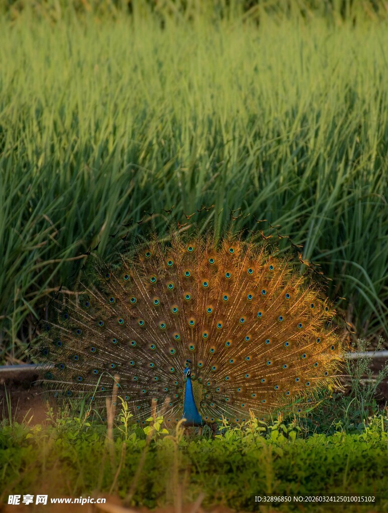 田野中开屏的美丽蓝孔雀