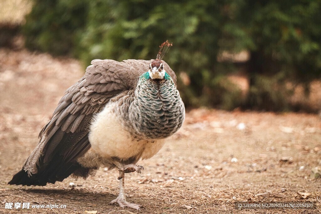 单腿站立的灰孔雀