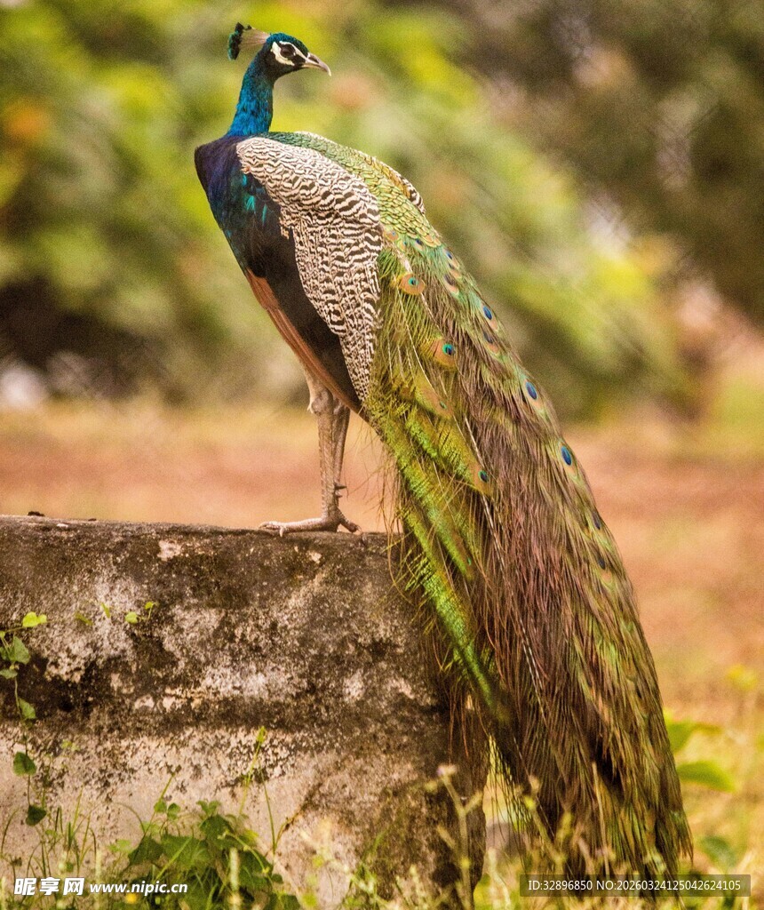 美丽孔雀立于石上