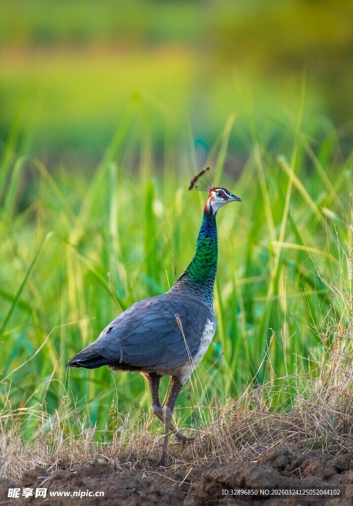 田野中站立的美丽蓝孔雀