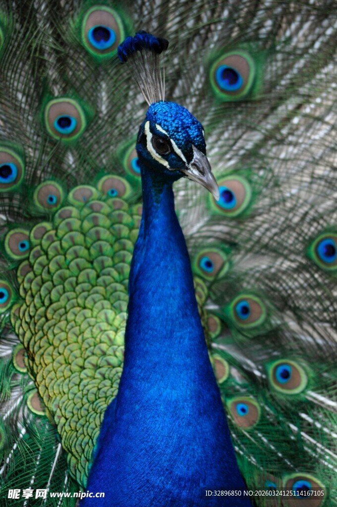 开屏的美丽蓝孔雀