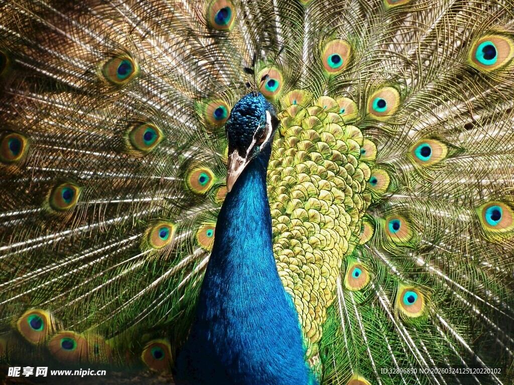 开屏的美丽孔雀