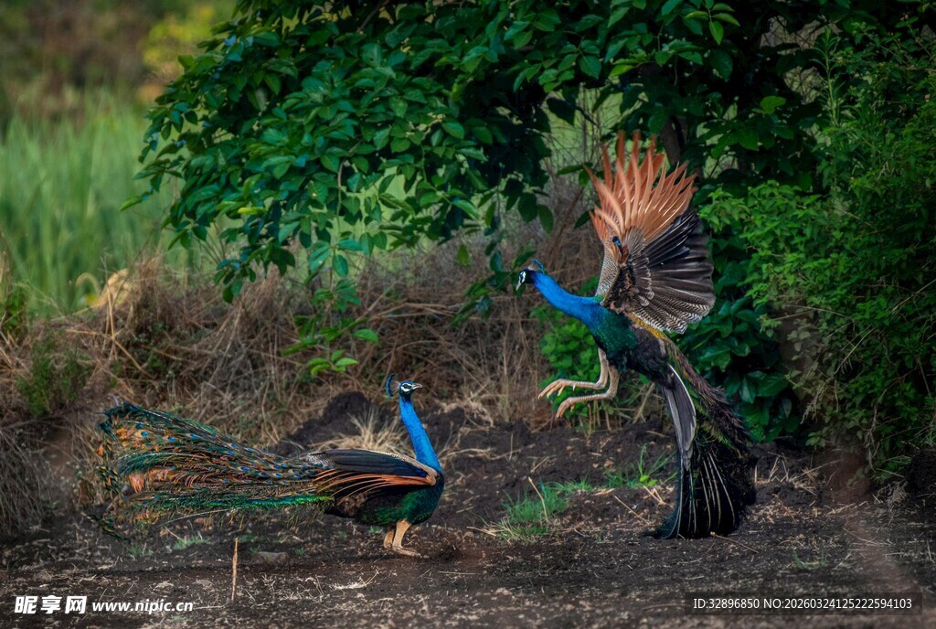 林中孔雀展现绚丽身姿