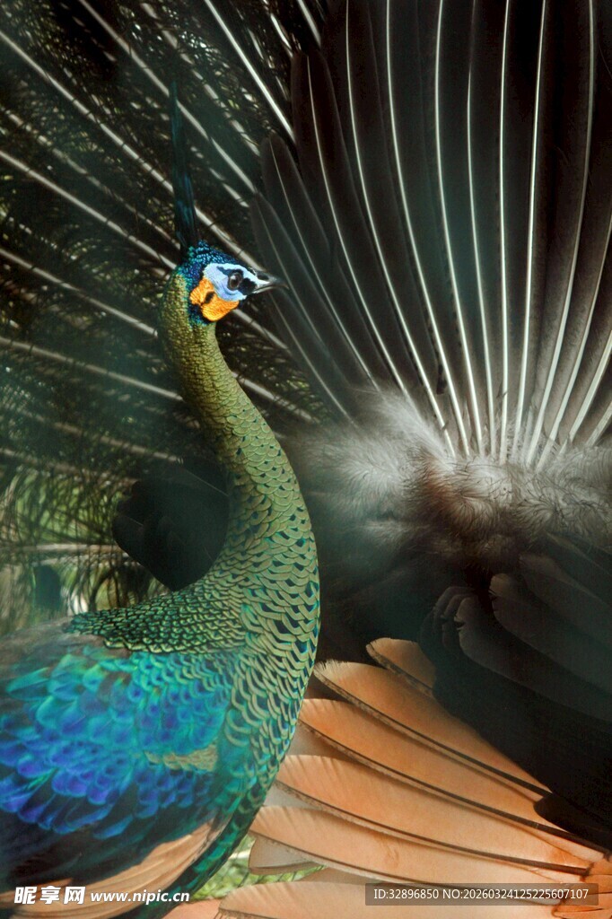 开屏孔雀展示绚丽羽毛