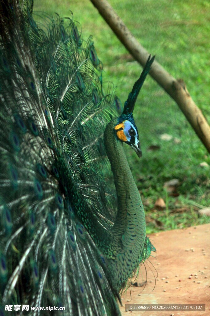 开屏孔雀于自然中展示
