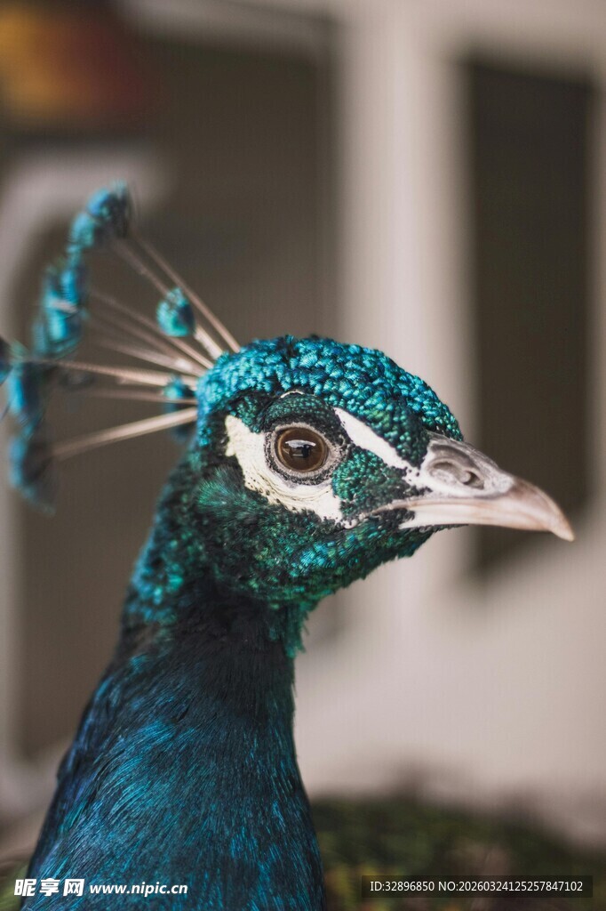 蓝孔雀特写