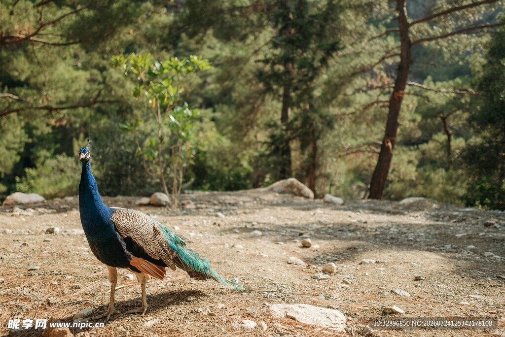 林间漫步的美丽孔雀