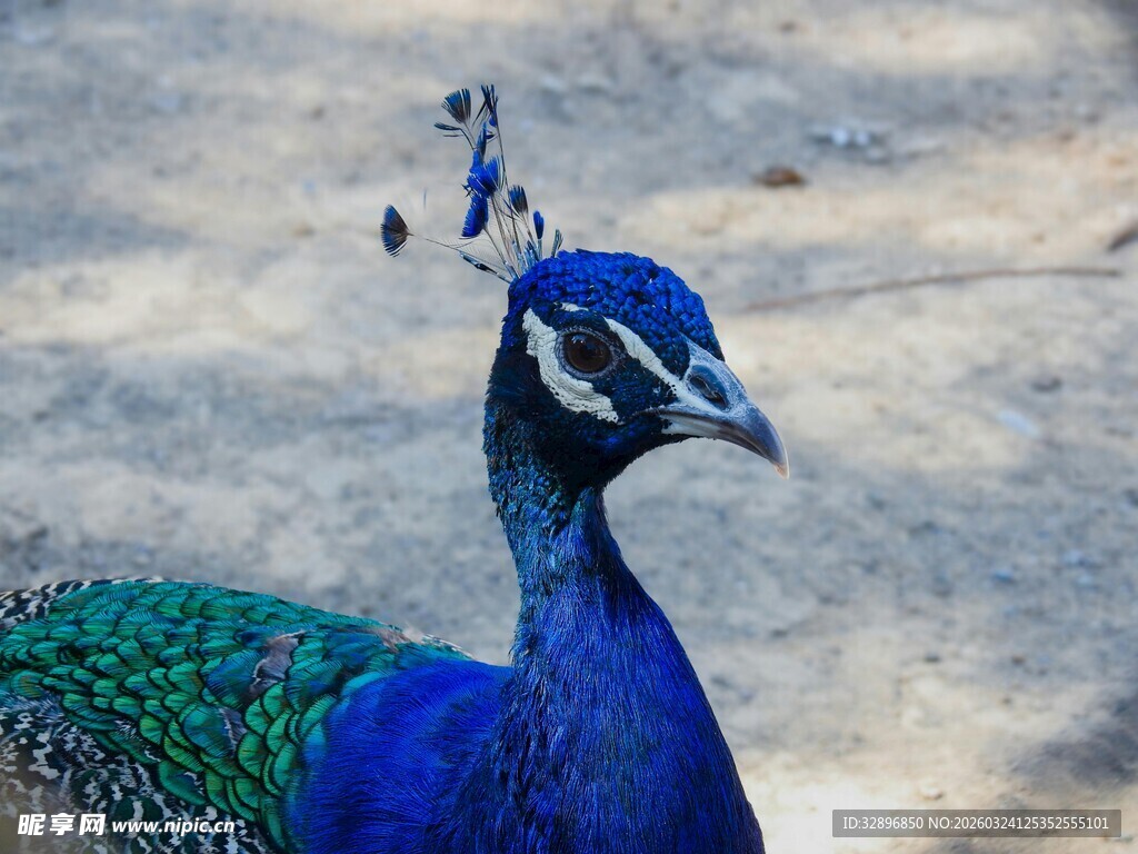 美丽蓝孔雀特写