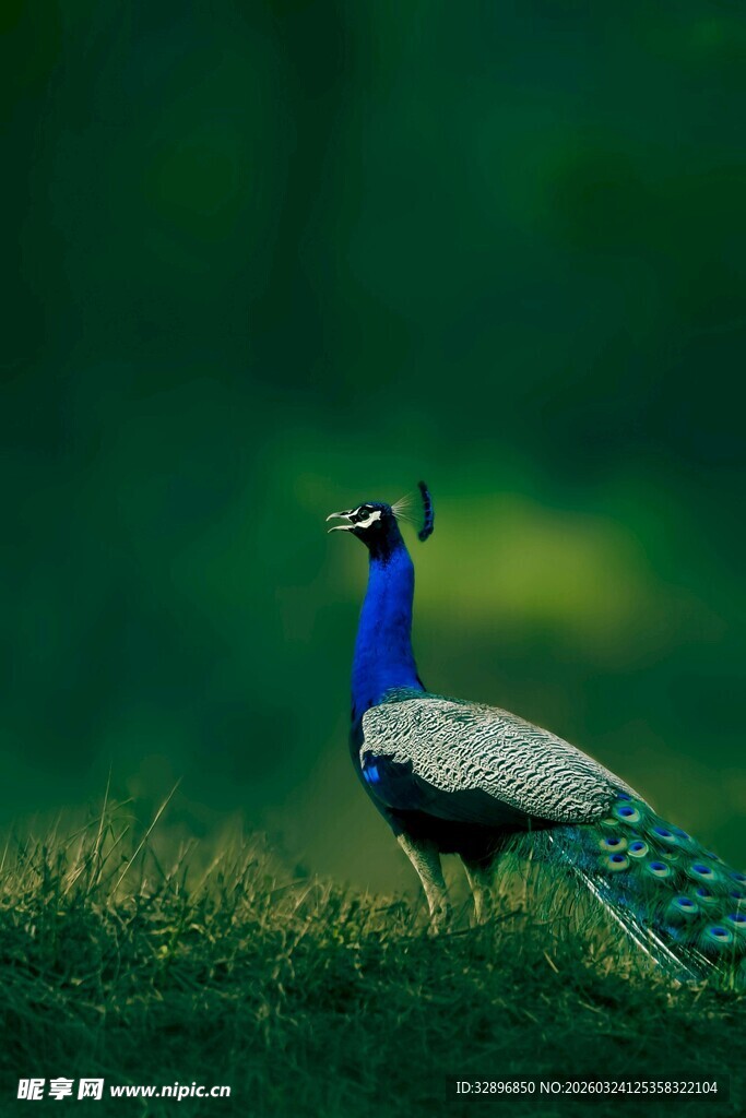 草地上的美丽孔雀