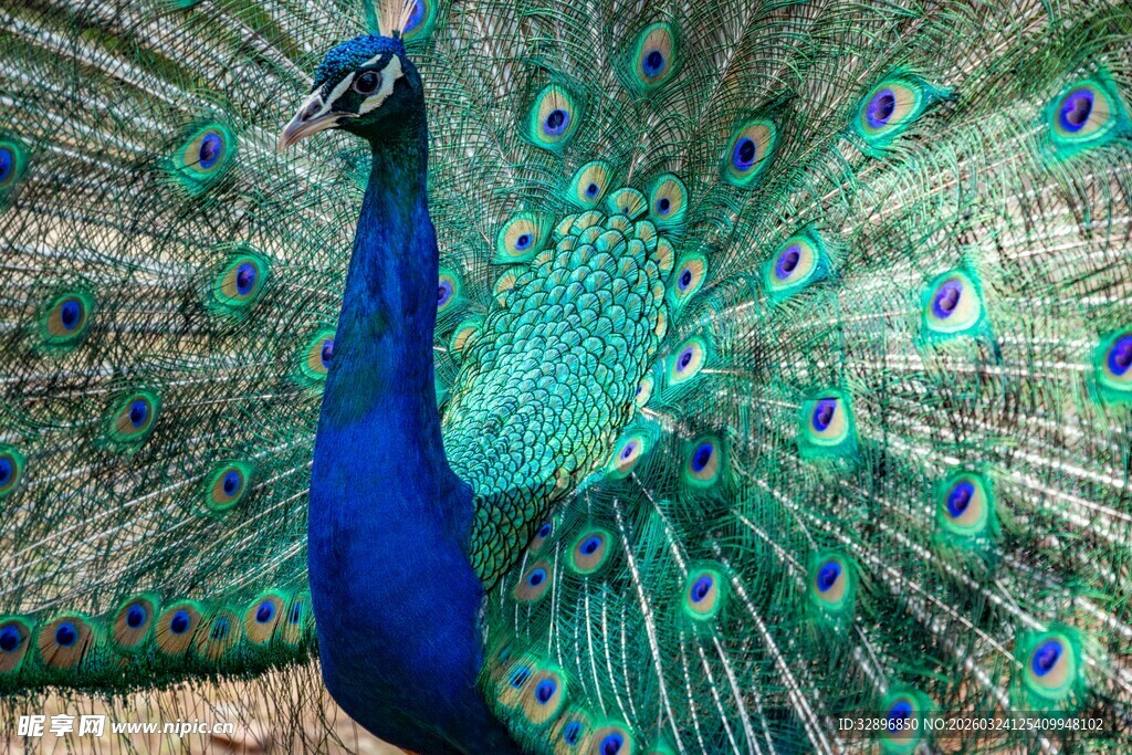 开屏的美丽孔雀