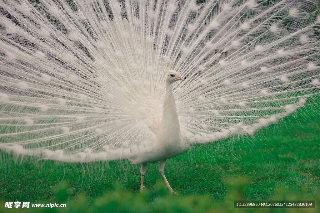 白孔雀开屏于翠绿草地