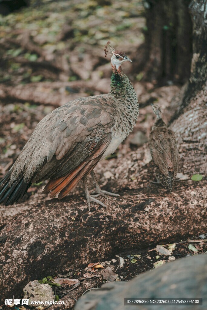 林中漫步的美丽孔雀