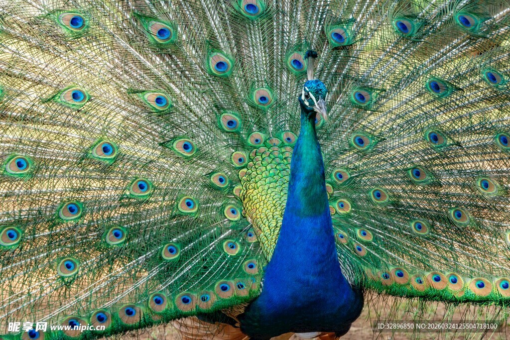 开屏的美丽孔雀