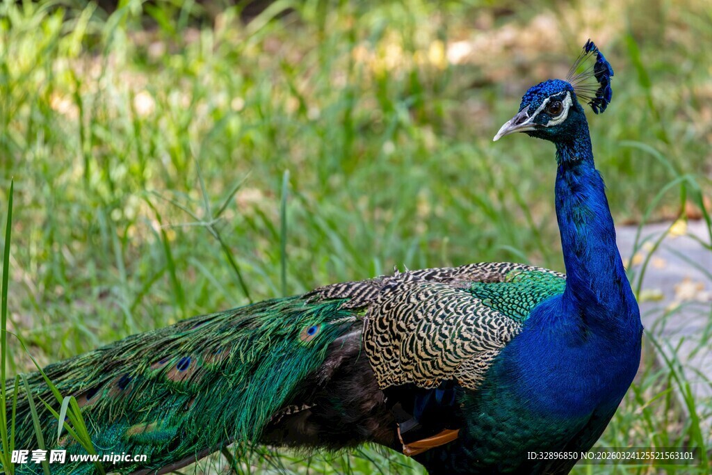 美丽孔雀于草丛中展示风采