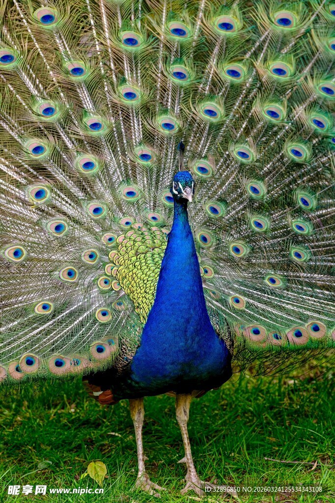 开屏的美丽蓝孔雀