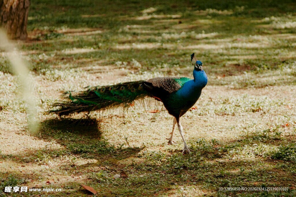 草地上的美丽开屏孔雀
