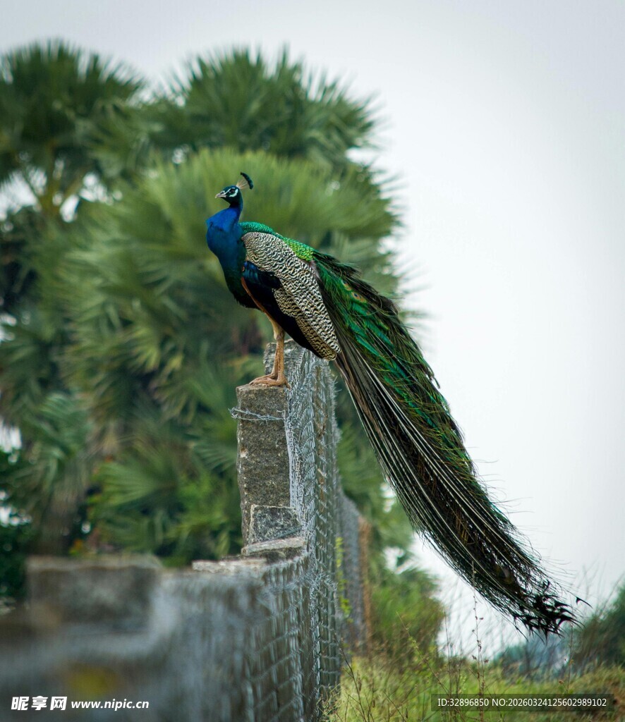 孔雀立于围栏上展绚丽尾羽