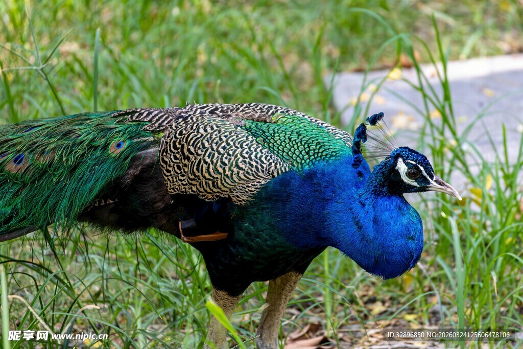 草地上的美丽蓝孔雀