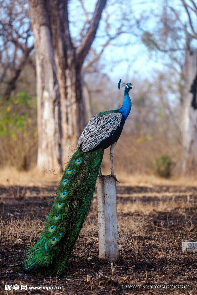 站立的美丽孔雀