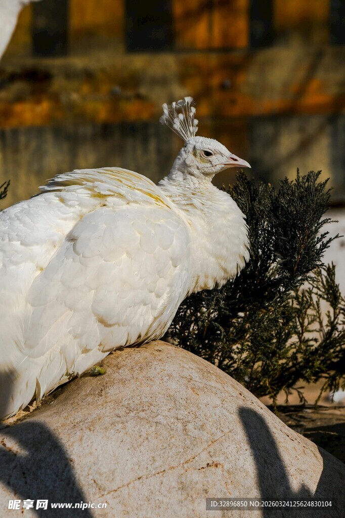 白孔雀休憩于石上