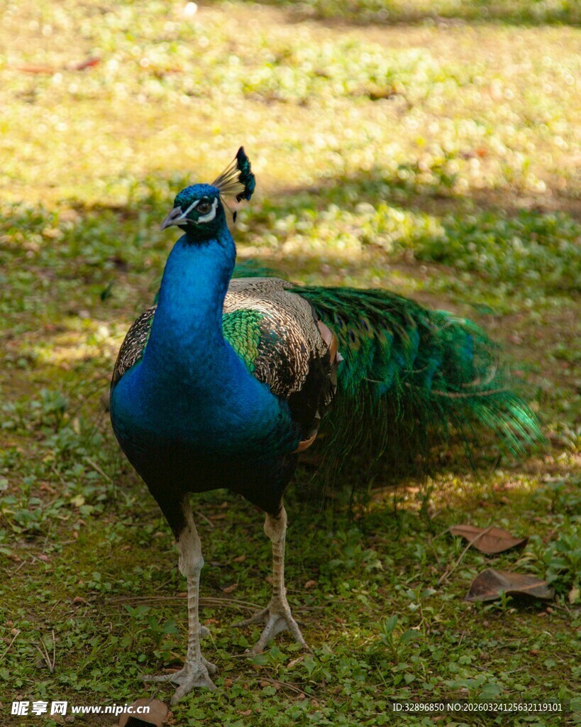 草地上美丽的蓝孔雀