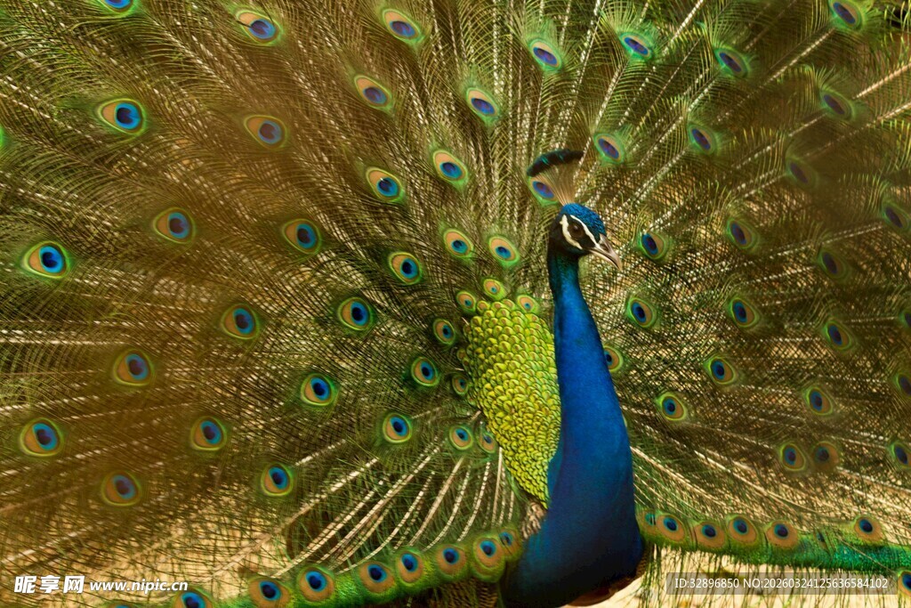 开屏的美丽孔雀