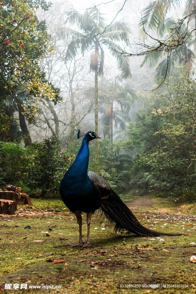 草地上的美丽蓝孔雀