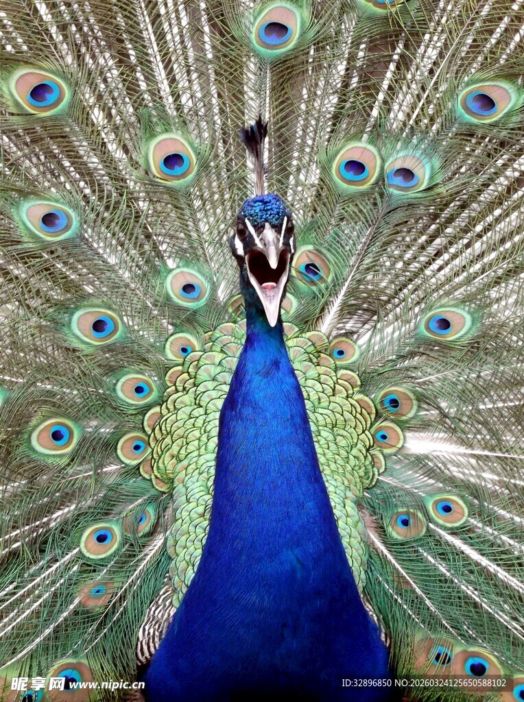 开屏的美丽蓝孔雀