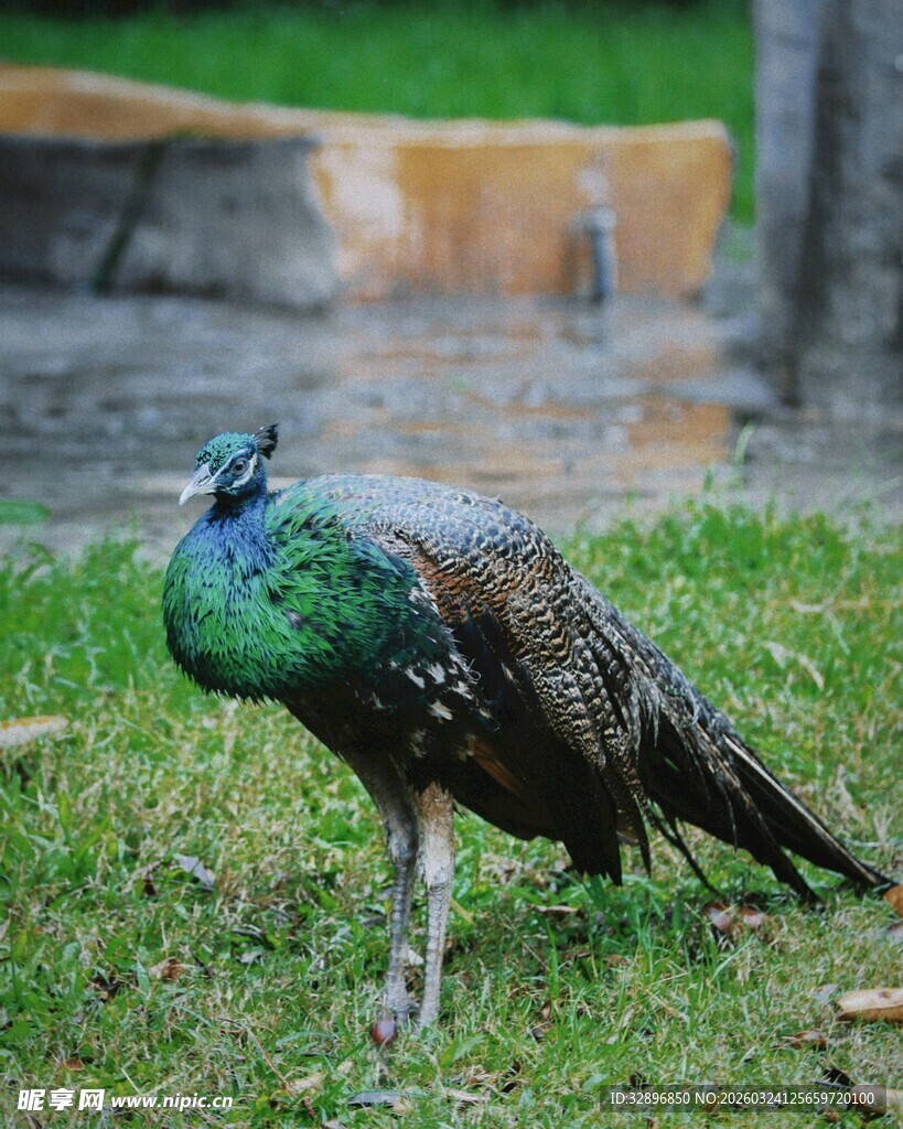 草地上的美丽孔雀